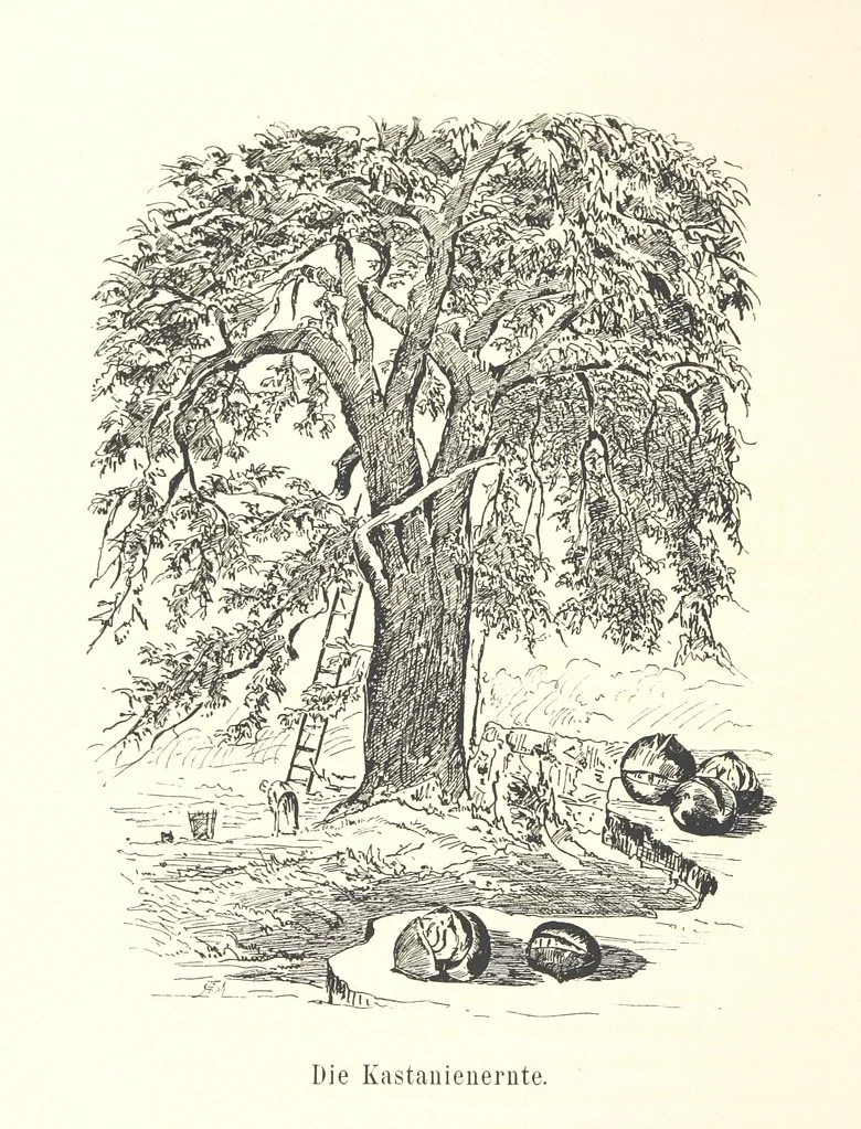 An illustration from Lose Blätter aus Abazia. Mit 32 Illustrationen. [By Louis Salvator, Archduke of Austria, 1886, leaf 160