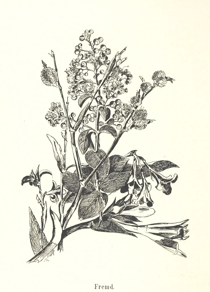 An illustration from Lose Blätter aus Abazia. Mit 32 Illustrationen. [By Louis Salvator, Archduke of Austria, 1886, leaf 52