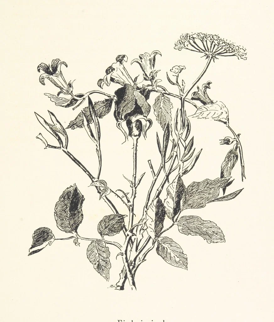 An illustration from Lose Blätter aus Abazia. Mit 32 Illustrationen. [By Louis Salvator, Archduke of Austria, 1886, leaf 55