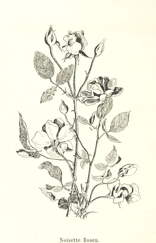 An illustration from Lose Blätter aus Abazia. Mit 32 Illustrationen. [By Louis Salvator, Archduke of Austria, 1886, leaf 58