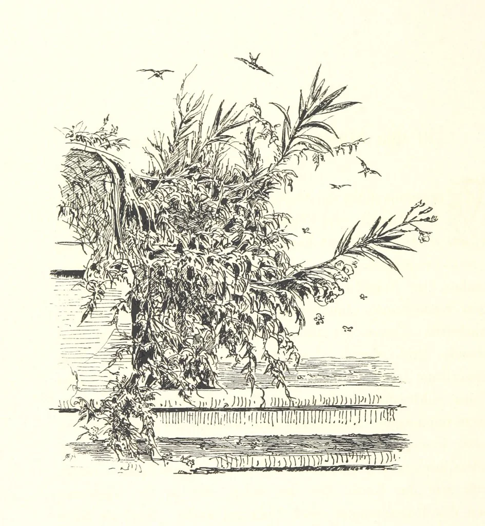 An illustration from Lose Blätter aus Abazia. Mit 32 Illustrationen. [By Louis Salvator, Archduke of Austria, 1886, leaf 62