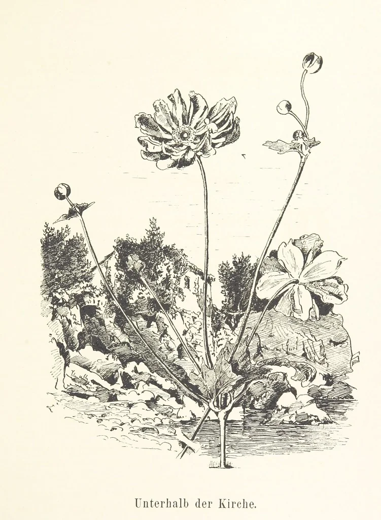 An illustration from Lose Blätter aus Abazia. Mit 32 Illustrationen. [By Louis Salvator, Archduke of Austria, 1886, leaf 81