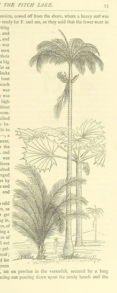 An illustration from Adventures round the World. With ... illustrations, 1880, leaf 87
