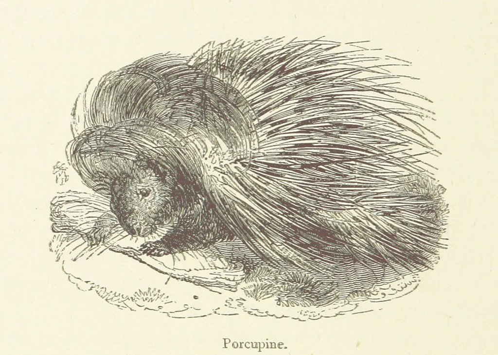 An illustration from The Land of the Lion; or, Adventures among the wild animals of Africa. With ... illustrations, 1876, leaf 106