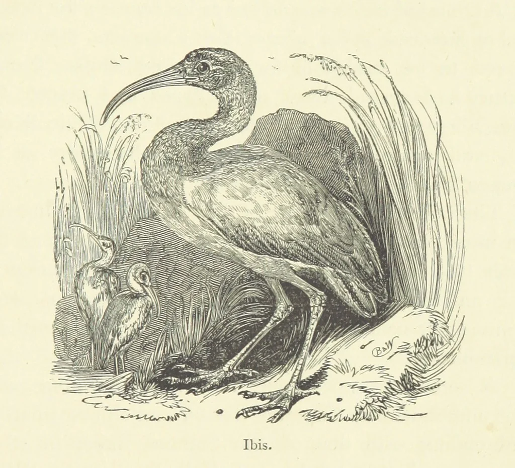 An illustration from The Land of the Lion; or, Adventures among the wild animals of Africa. With ... illustrations, 1876, leaf 129