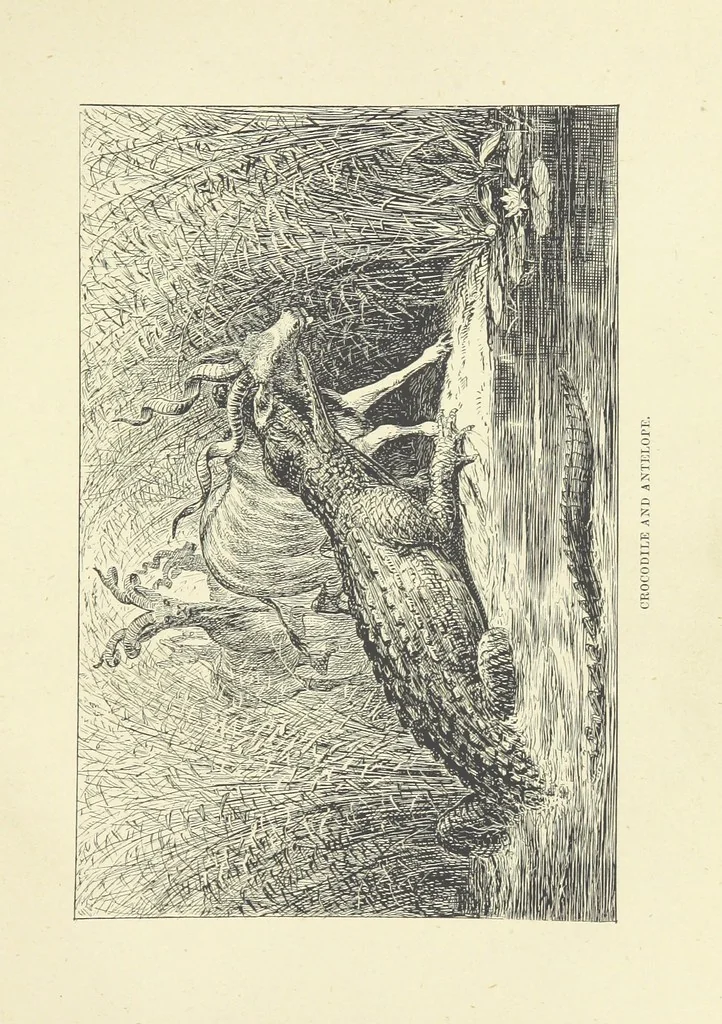 An illustration from The Land of the Lion; or, Adventures among the wild animals of Africa. With ... illustrations, 1876, leaf 139