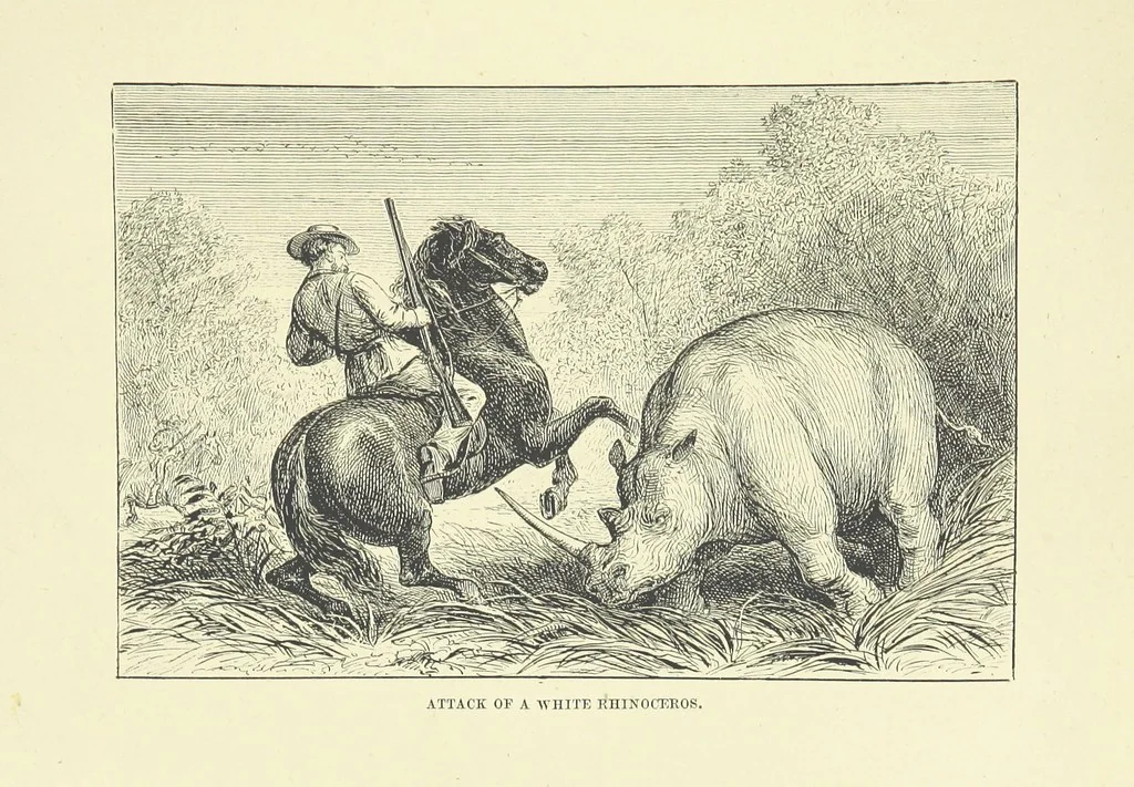 An illustration from The Land of the Lion; or, Adventures among the wild animals of Africa. With ... illustrations, 1876, leaf 179