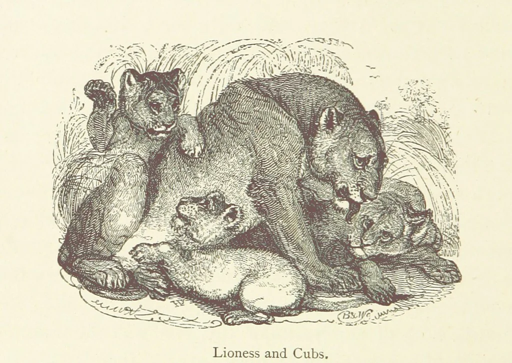 An illustration from The Land of the Lion; or, Adventures among the wild animals of Africa. With ... illustrations, 1876, leaf 20
