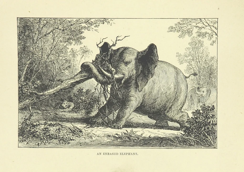 An illustration from The Land of the Lion; or, Adventures among the wild animals of Africa. With ... illustrations, 1876, leaf 215