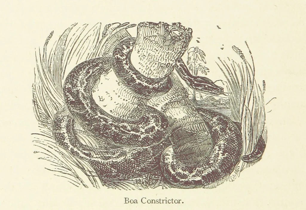 An illustration from The Land of the Lion; or, Adventures among the wild animals of Africa. With ... illustrations, 1876, leaf 218