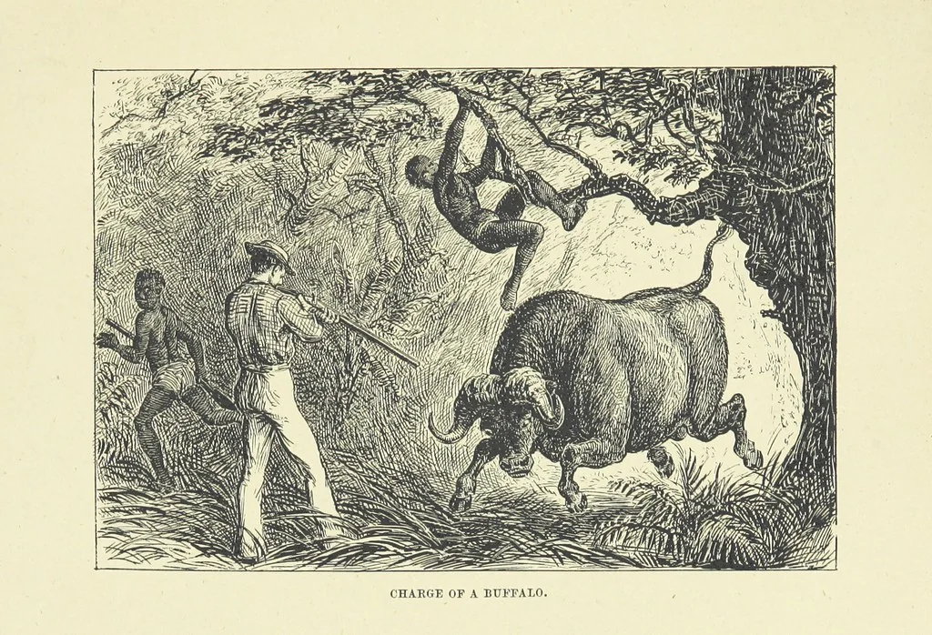 An illustration from The Land of the Lion; or, Adventures among the wild animals of Africa. With ... illustrations, 1876, leaf 227