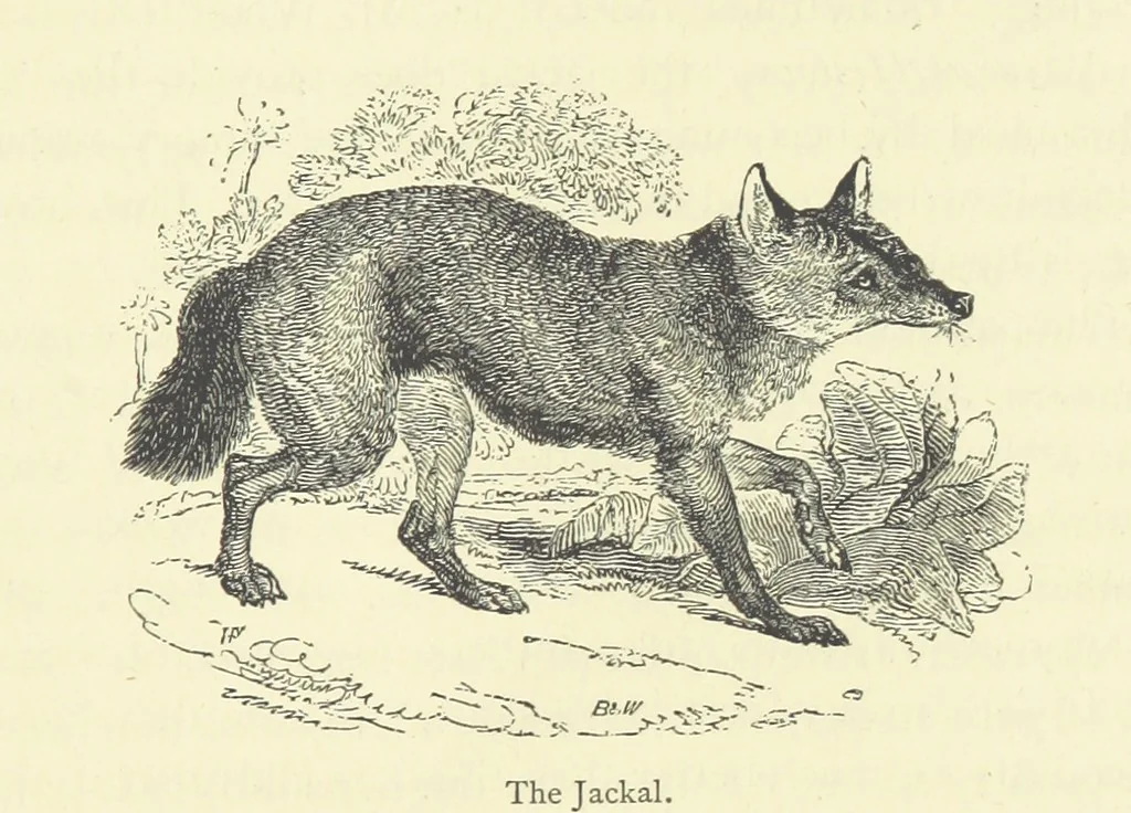 An illustration from The Land of the Lion; or, Adventures among the wild animals of Africa. With ... illustrations, 1876, leaf 23
