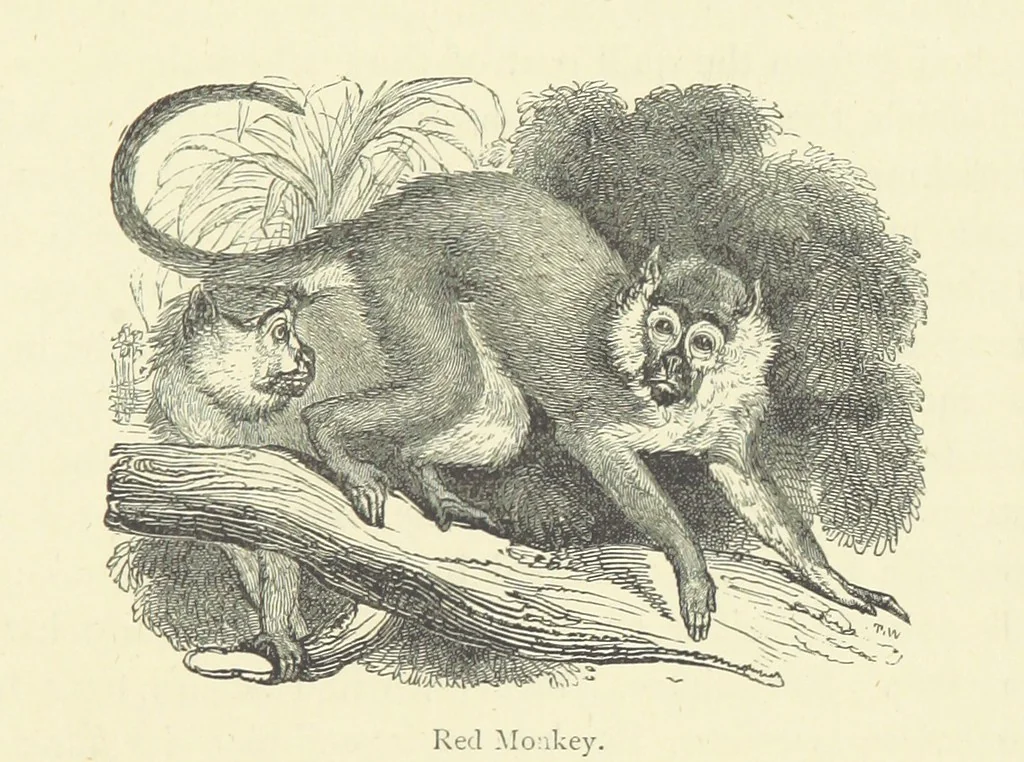 An illustration from The Land of the Lion; or, Adventures among the wild animals of Africa. With ... illustrations, 1876, leaf 239
