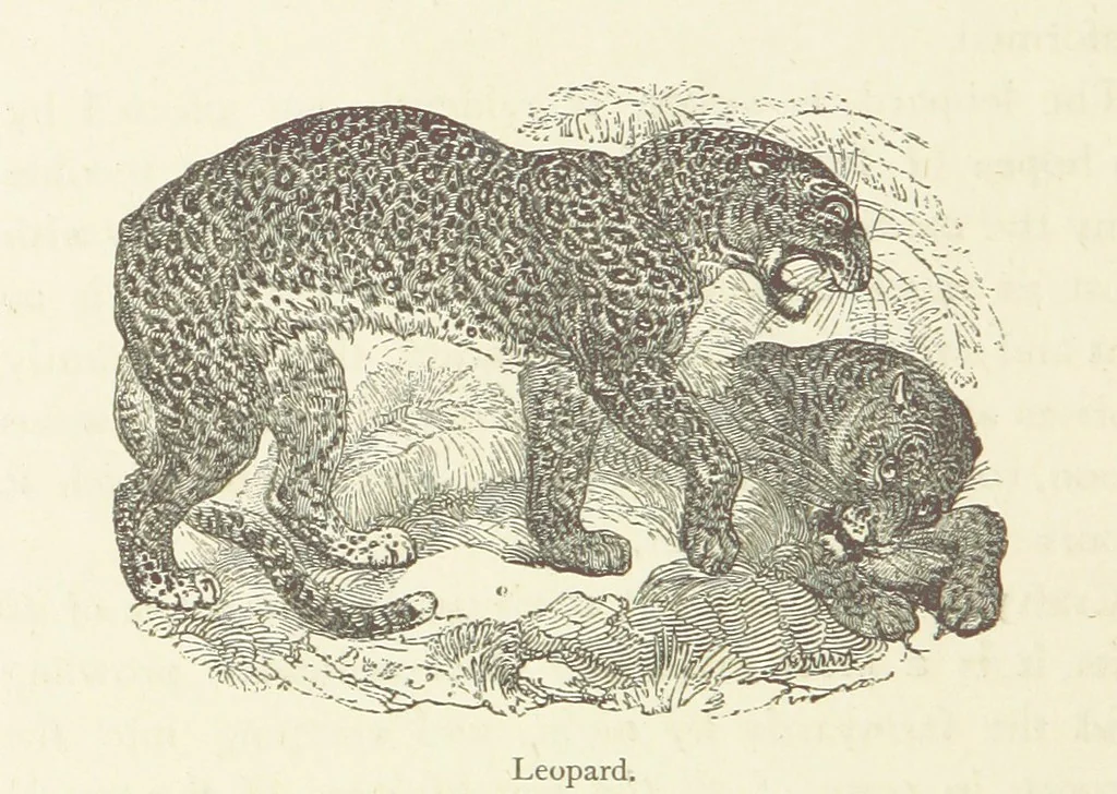 An illustration from The Land of the Lion; or, Adventures among the wild animals of Africa. With ... illustrations, 1876, leaf 246
