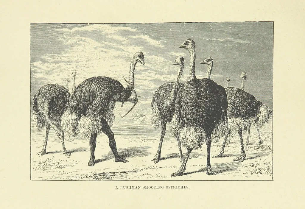 An illustration from The Land of the Lion; or, Adventures among the wild animals of Africa. With ... illustrations, 1876, leaf 257