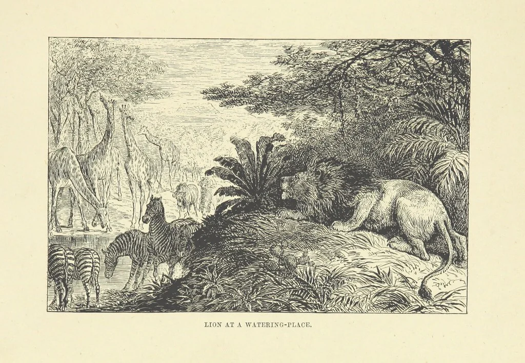 An illustration from The Land of the Lion; or, Adventures among the wild animals of Africa. With ... illustrations, 1876, leaf 265