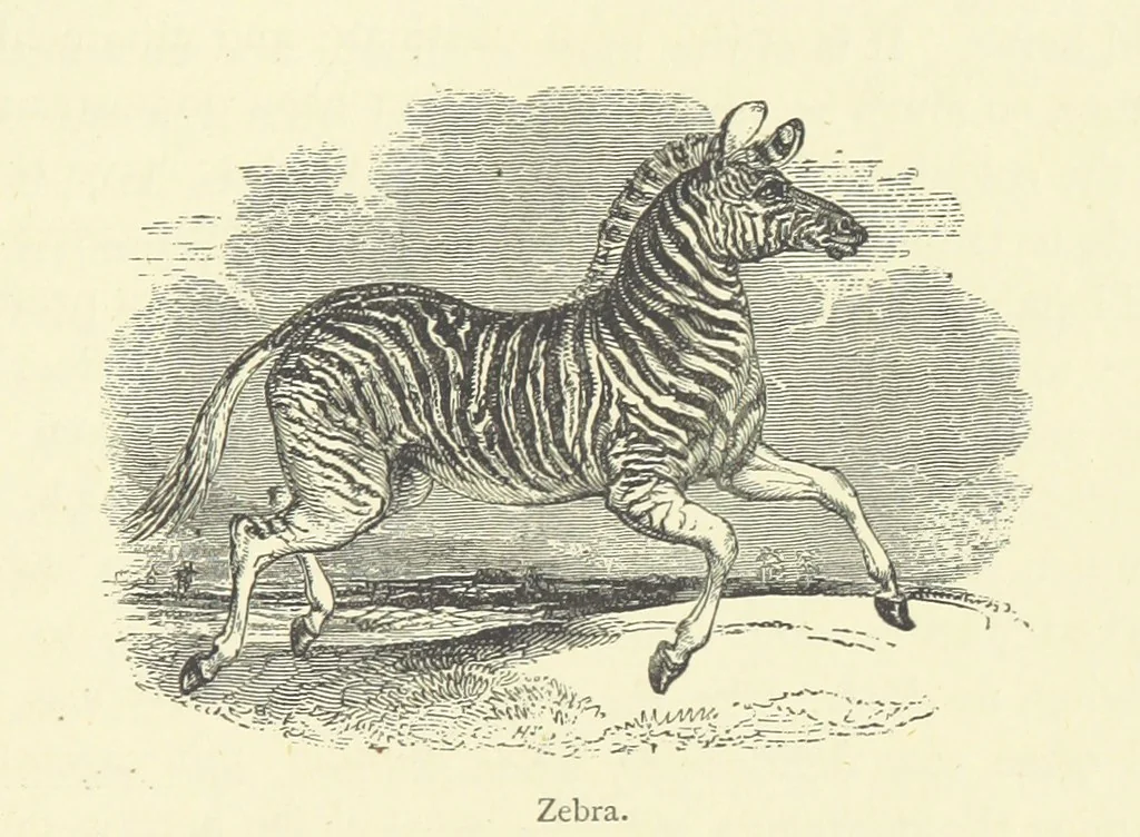 An illustration from The Land of the Lion; or, Adventures among the wild animals of Africa. With ... illustrations, 1876, leaf 267