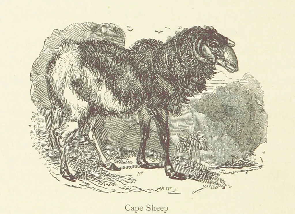 An illustration from The Land of the Lion; or, Adventures among the wild animals of Africa. With ... illustrations, 1876, leaf 280