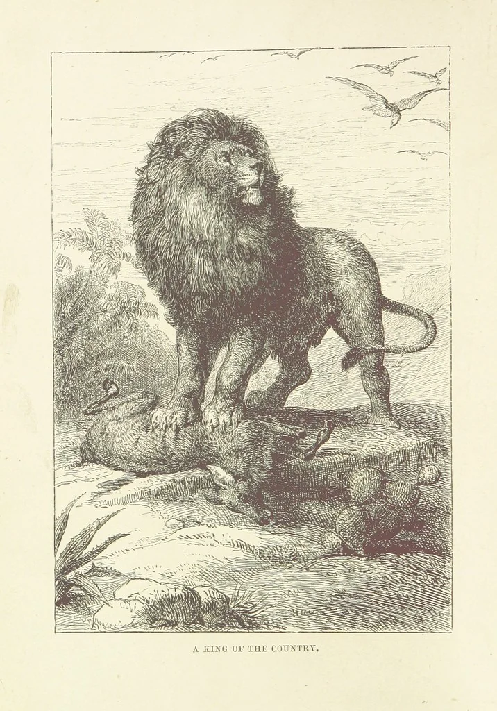 An illustration from The Land of the Lion; or, Adventures among the wild animals of Africa. With ... illustrations, 1876, leaf 6