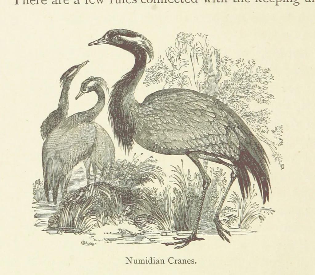An illustration from The Land of the Lion; or, Adventures among the wild animals of Africa. With ... illustrations, 1876, leaf 76