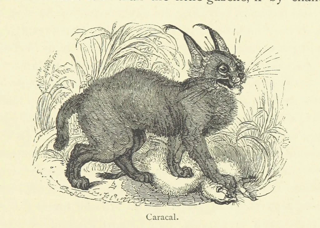 An illustration from The Land of the Lion; or, Adventures among the wild animals of Africa. With ... illustrations, 1876, leaf 97