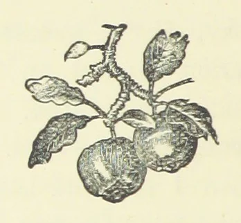 An illustration from Saved by a Secret. A story of Siberian exile and adventure, 1892, leaf 142