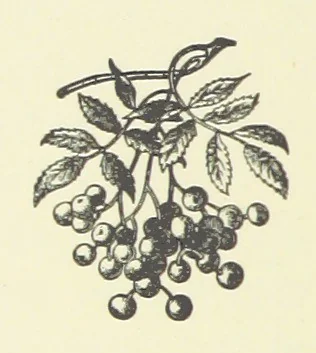 An illustration from Saved by a Secret. A story of Siberian exile and adventure, 1892, leaf 188