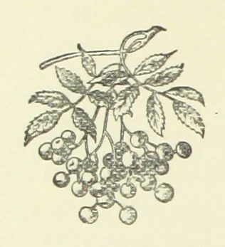 An illustration from Saved by a Secret. A story of Siberian exile and adventure, 1892, leaf 200