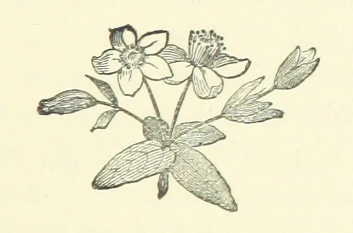 An illustration from Saved by a Secret. A story of Siberian exile and adventure, 1892, leaf 229