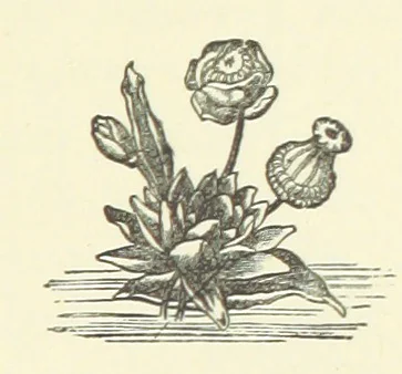 An illustration from Saved by a Secret. A story of Siberian exile and adventure, 1892, leaf 23