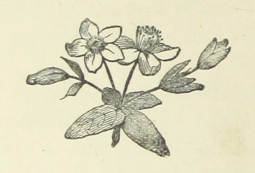 An illustration from Saved by a Secret. A story of Siberian exile and adventure, 1892, leaf 56