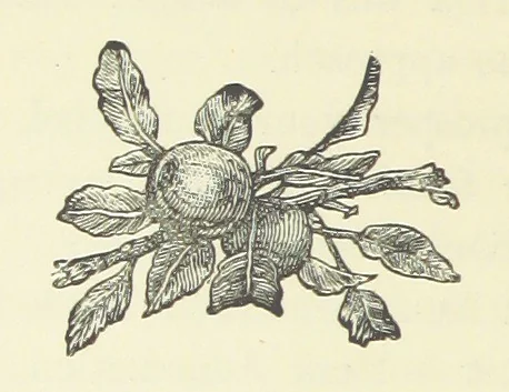 An illustration from Saved by a Secret. A story of Siberian exile and adventure, 1892, leaf 86