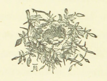 An illustration from Merry England: or, Nobles and Serfs, 1874, leaf 72