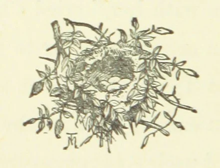 An illustration from Merry England: or, Nobles and Serfs, 1874, leaf 142