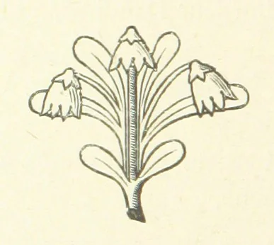 An illustration from Notice sur le château, les anciens seigneurs et la paroisse de Mauvezin, près Marmande ... Accompagnée de nombreux dessins, etc. [With an introduction by J. P. Tamizey de Larroque, 1887, leaf 516