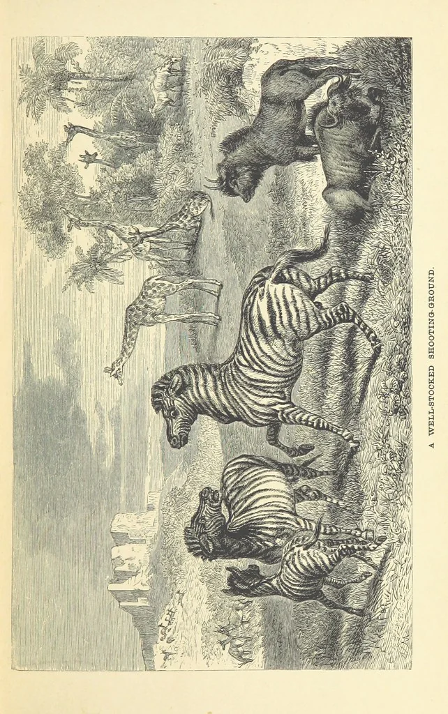 An illustration from The Okavango River: a narrative of travel, exploration, and adventure ... With numerous illustrations, 1861, leaf 113