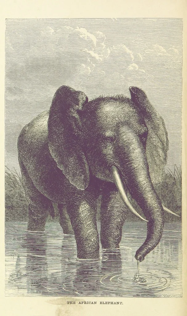 An illustration from The Okavango River: a narrative of travel, exploration, and adventure ... With numerous illustrations, 1861, leaf 14