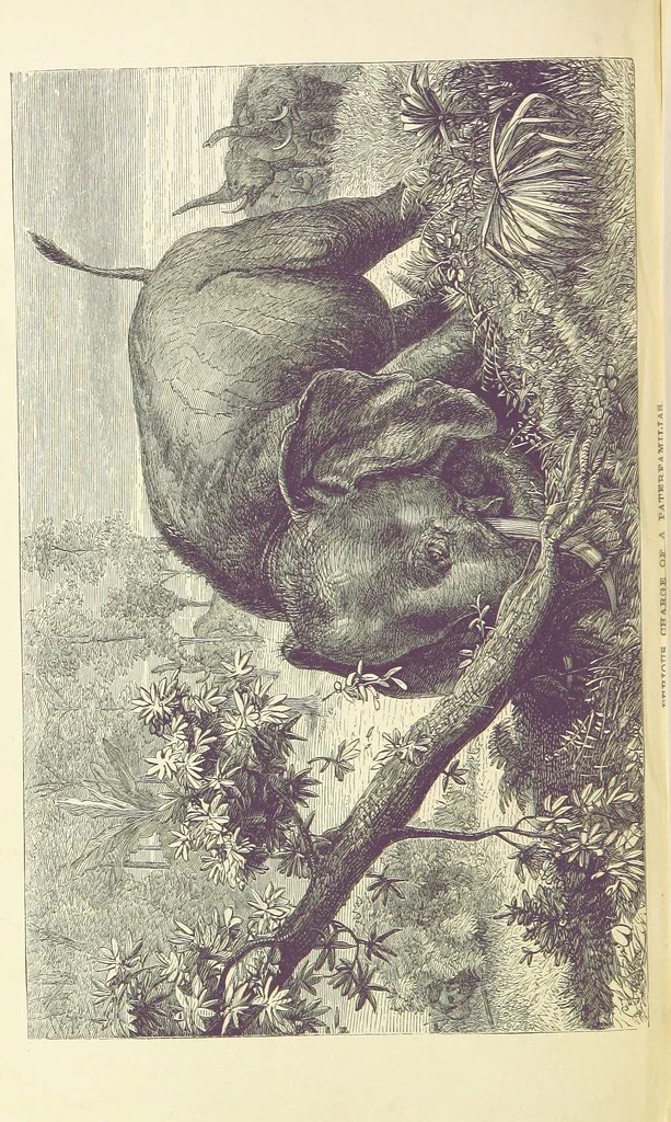 An illustration from The Okavango River: a narrative of travel, exploration, and adventure ... With numerous illustrations, 1861, leaf 142