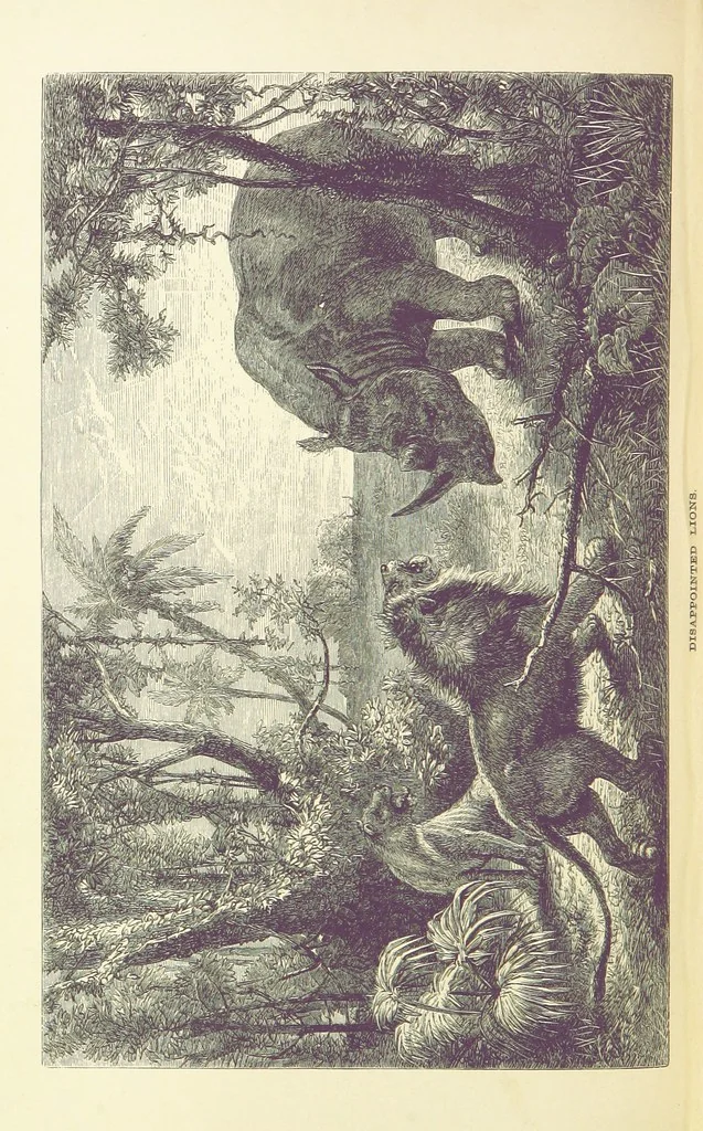 An illustration from The Okavango River: a narrative of travel, exploration, and adventure ... With numerous illustrations, 1861, leaf 174