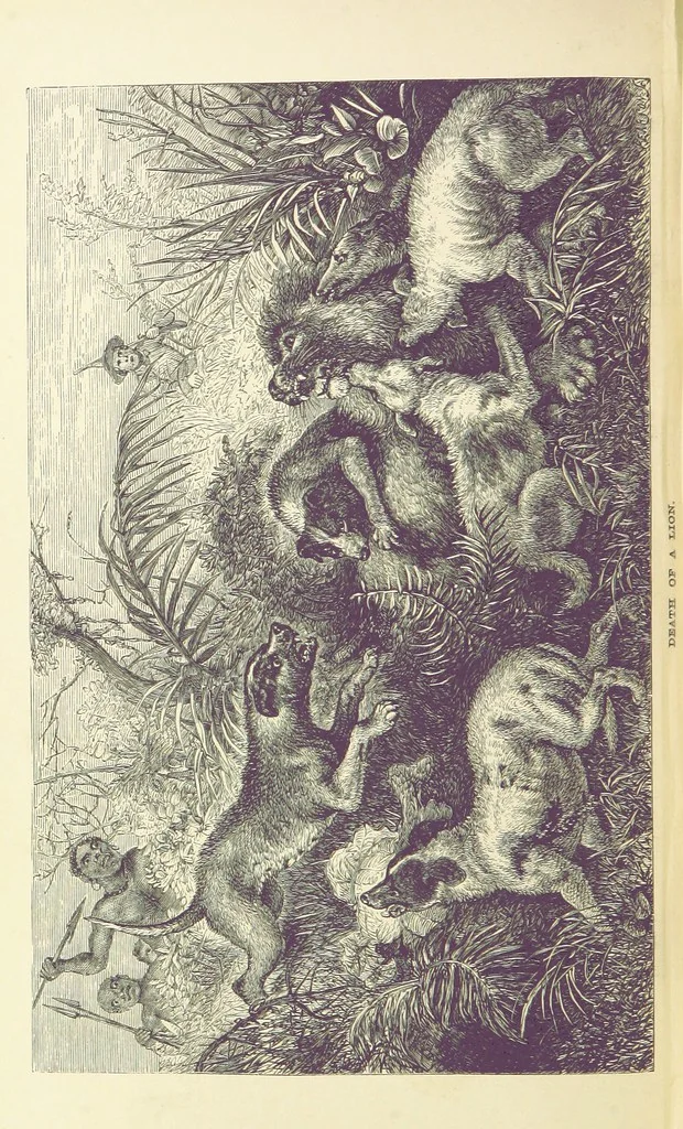 An illustration from The Okavango River: a narrative of travel, exploration, and adventure ... With numerous illustrations, 1861, leaf 180