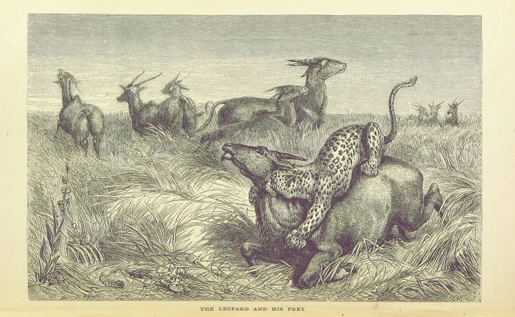 An illustration from The Okavango River: a narrative of travel, exploration, and adventure ... With numerous illustrations, 1861, leaf 262