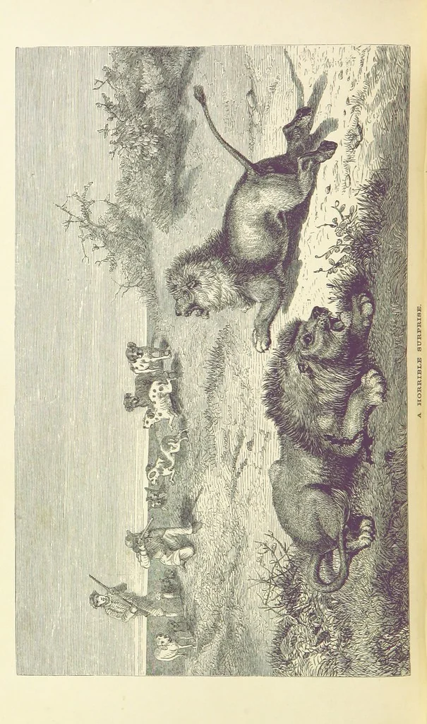 An illustration from The Okavango River: a narrative of travel, exploration, and adventure ... With numerous illustrations, 1861, leaf 314