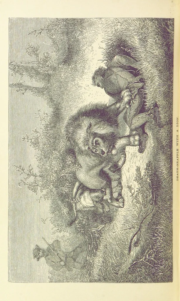 An illustration from The Okavango River: a narrative of travel, exploration, and adventure ... With numerous illustrations, 1861, leaf 332