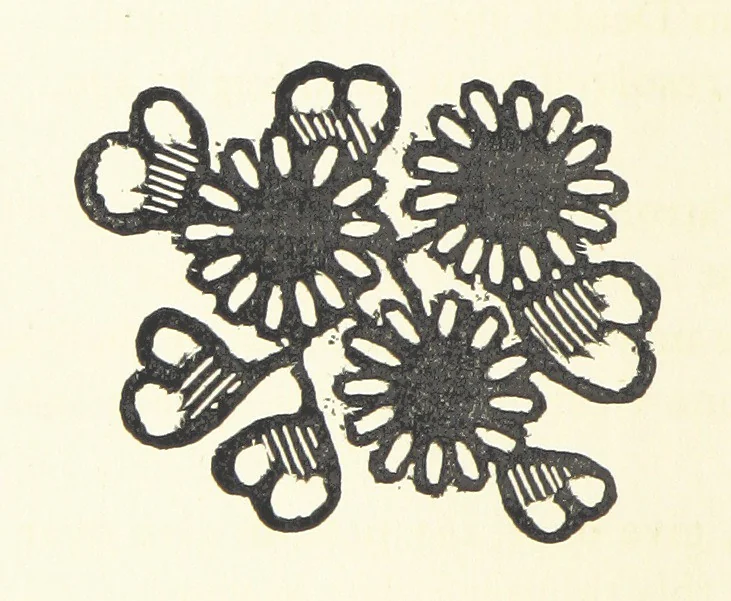 An illustration from Real Sailor-Songs. Collected and edited by J. Ashton. Two hundred illustrations. [Reproductions of broadsheets, 1891, leaf 184