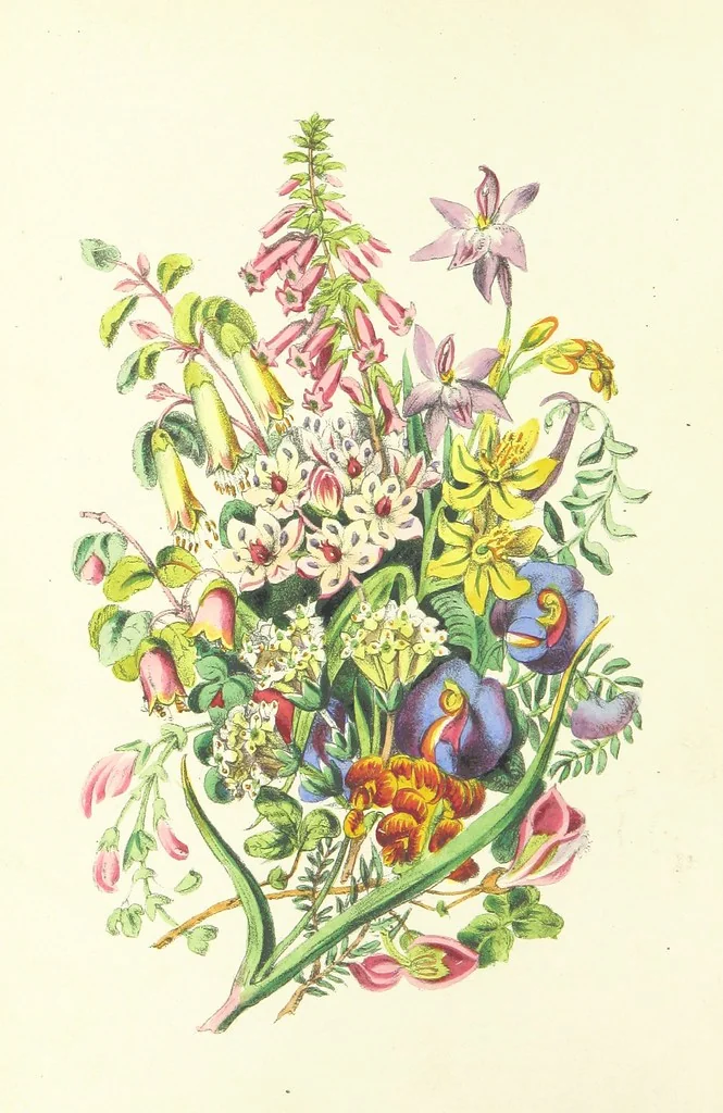An illustration from Bush Flowers from Australia. By a daughter of the soil, author of “Woman's Worth.”, 1866, leaf 6