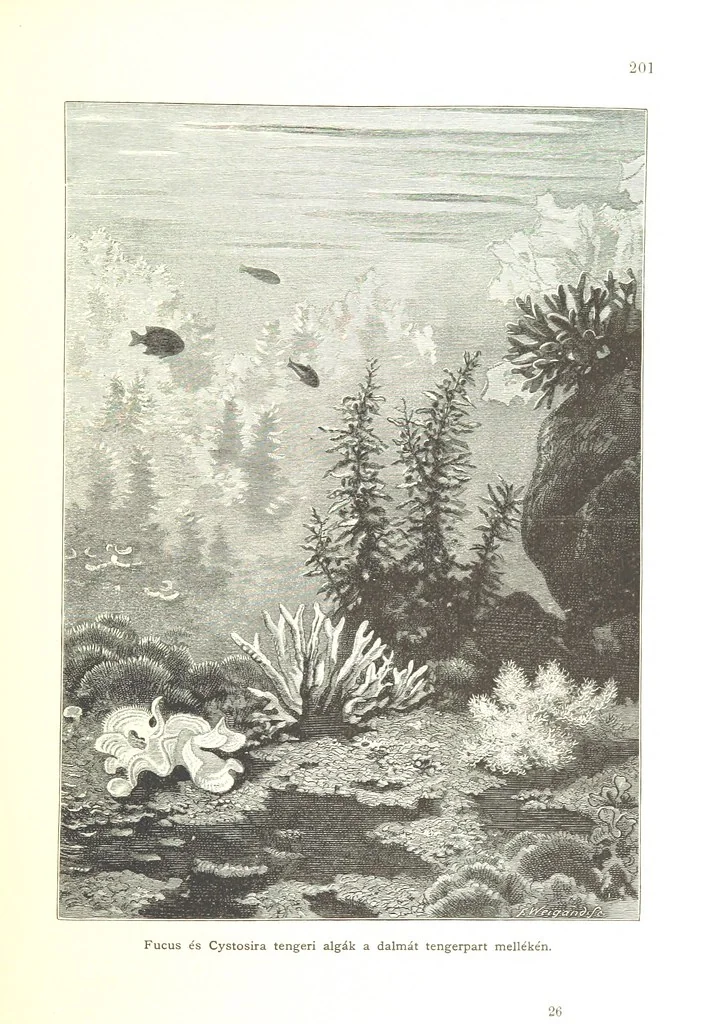 An illustration from Az Osztrák-Magyar Monarchia irásban és képben. Rudolf trónörökös főherczeg Ő ... fensége kezdeményezéséből és közremunkálásával. (Die deutsche Ausgabe redigirt ... J. von Weilen, die ungarische M. Jókai.) Hung, 1885, leaf 219