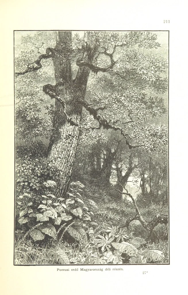 An illustration from Az Osztrák-Magyar Monarchia irásban és képben. Rudolf trónörökös főherczeg Ő ... fensége kezdeményezéséből és közremunkálásával. (Die deutsche Ausgabe redigirt ... J. von Weilen, die ungarische M. Jókai.) Hung, 1885, leaf 229