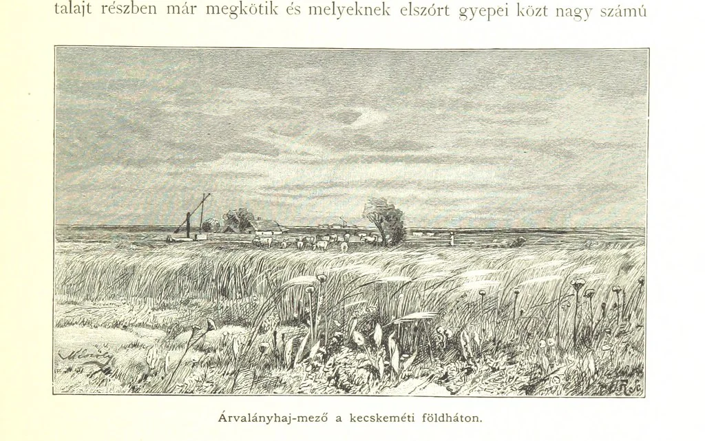An illustration from Az Osztrák-Magyar Monarchia irásban és képben. Rudolf trónörökös főherczeg Ő ... fensége kezdeményezéséből és közremunkálásával. (Die deutsche Ausgabe redigirt ... J. von Weilen, die ungarische M. Jókai.) Hung, 1885, leaf 231