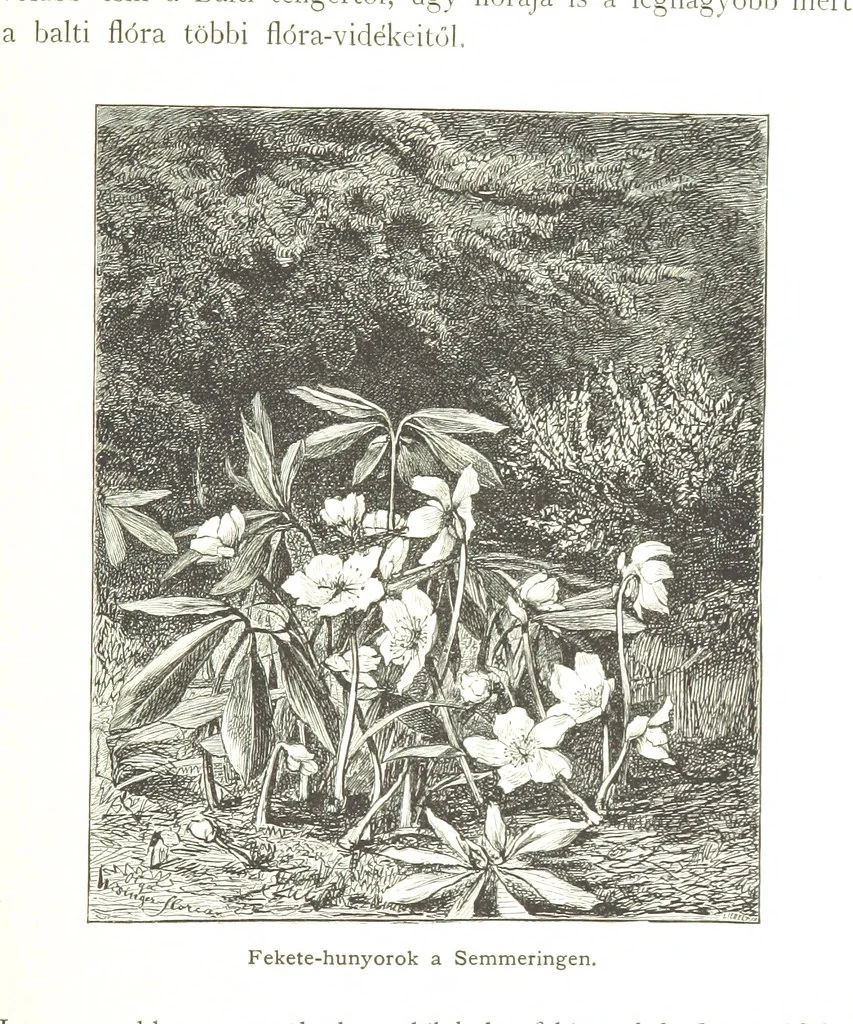 An illustration from Az Osztrák-Magyar Monarchia irásban és képben. Rudolf trónörökös főherczeg Ő ... fensége kezdeményezéséből és közremunkálásával. (Die deutsche Ausgabe redigirt ... J. von Weilen, die ungarische M. Jókai.) Hung, 1885, leaf 247