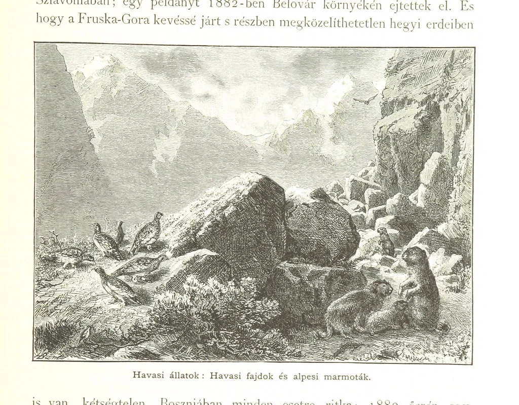 An illustration from Az Osztrák-Magyar Monarchia irásban és képben. Rudolf trónörökös főherczeg Ő ... fensége kezdeményezéséből és közremunkálásával. (Die deutsche Ausgabe redigirt ... J. von Weilen, die ungarische M. Jókai.) Hung, 1885, leaf 283